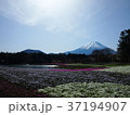 富士山と花畑 37194907