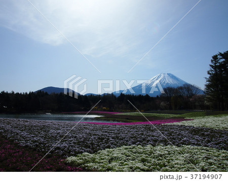 富士山と花畑 37194907