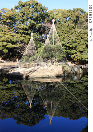 水面に映る雪吊り 37195109