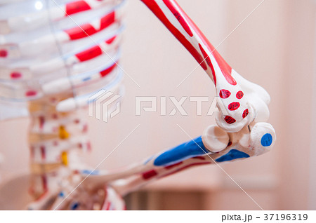 human skeleton cubit anatomical model.  37196319