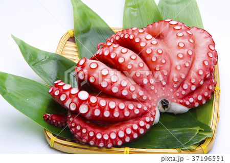 タコ　食材 37196551