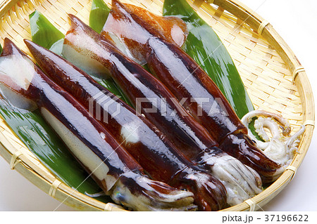 スルメイカ　食材 37196622