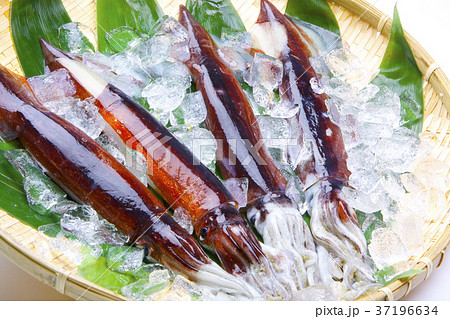 スルメイカ 食材 スルメイカ 食材 37196634