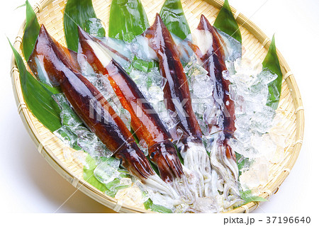 スルメイカ 食材 スルメイカ 食材 37196640