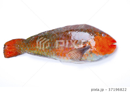 ブダイ　食材 37196822