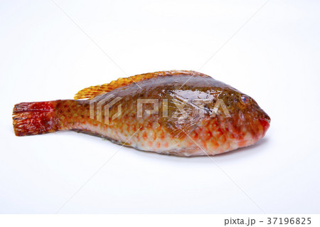 ブダイ　食材 37196825