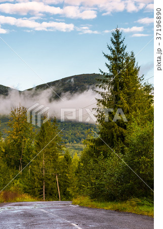 asphalt road through forest on a foggy morning 37196890