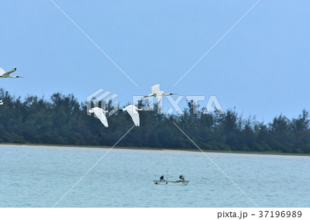 宮古島/クロツラヘラサギ飛来 宮古島/クロツラヘラサギ飛来 37196989