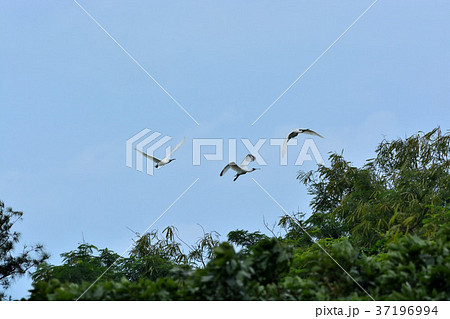 宮古島/クロツラヘラサギ飛来 宮古島/クロツラヘラサギ飛来 37196994
