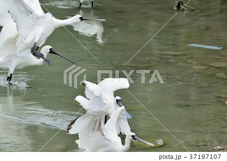 宮古島/クロツラヘラサギ飛来 宮古島/クロツラヘラサギ飛来 37197107