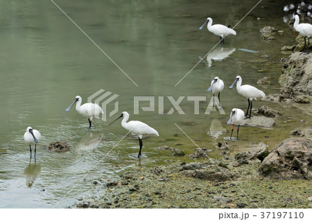 宮古島／クロツラヘラサギ飛来 37197110