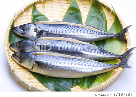 塩さば　食材 37197237