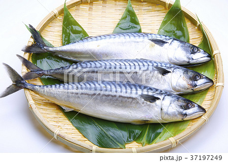 塩さば 食材 塩さば 食材 37197249