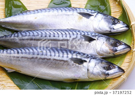 塩さば　食材 37197252