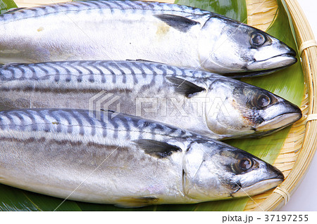 塩さば　食材 37197255
