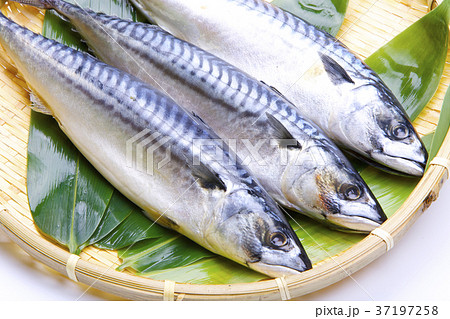 塩さば　食材 37197258
