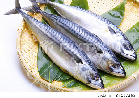 塩さば　食材 37197265