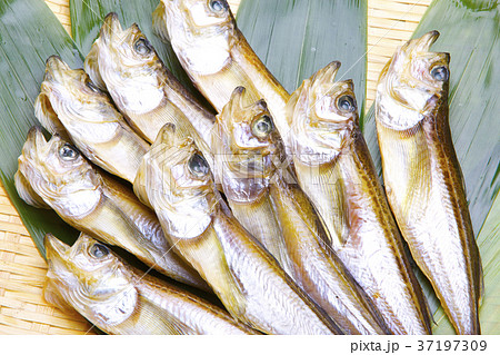 ハタハタ 干物 食材 ハタハタ 干物 食材 37197309