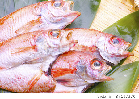 のどぐろ 干物 食材 のどぐろ 干物 食材 37197370