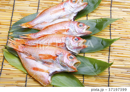 のどぐろ 干物 食材 のどぐろ 干物 食材 37197399