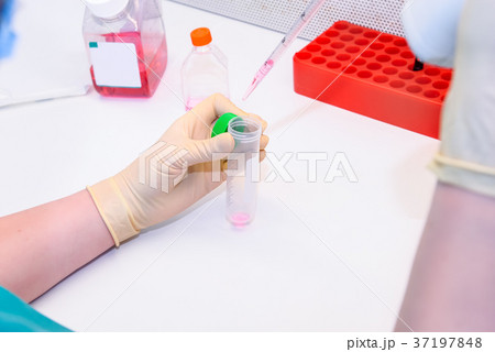 laboratory researcher performs tests laboratory researcher performs tests 37197848