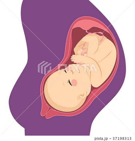 Baby Belly Womb 37198313