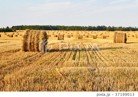 cereal field with straw bales and the blue sky cereal field with straw bales and the blue sky 37199013