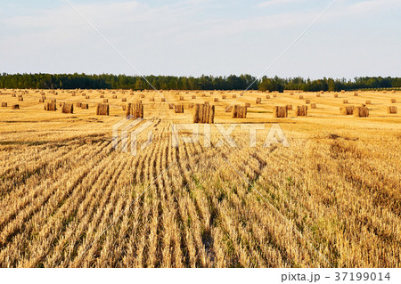 haystacks straw left after harvesting wheat haystacks straw left after harvesting wheat 37199014