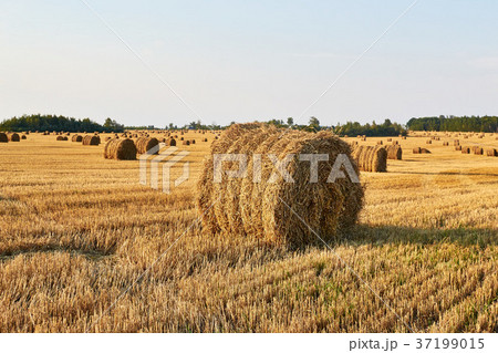 cereal field with straw bales and the blue sky cereal field with straw bales and the blue sky 37199015