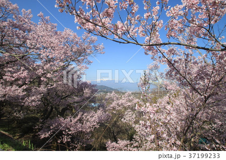 高遠の桜 37199233