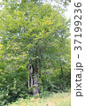 夏の一本木 37199236