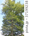 夏の一本木 37199238