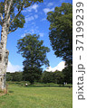 夏の3本の木 37199239