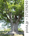 松本城の一本木 37199240