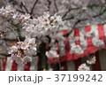 権現堂の桜 37199242