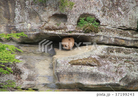 福島　塔のへつりの蜂の巣 37199243