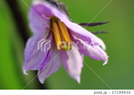 茄子の花 おしべとめしべの写真素材 茄子の花 おしべとめしべの写真素材