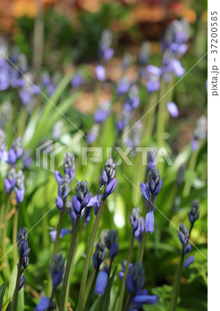 ツリガネズイセンの花の蕾 37200585