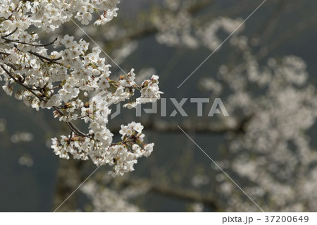 淡墨桜 37200649
