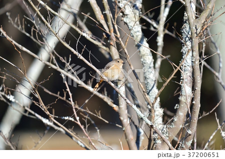 注意)100%正しい確証はありません。野鳥のジョウビタキ(尉鶲)のメス。野鳥のイメージ。 注意)100%正しい確証はありません。野鳥のジョウビタキ(尉鶲)のメス。野鳥のイメージ。 37200651