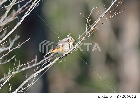 注意）100％正しい確証はありません。野鳥のジョウビタキ（尉鶲）のメス。野鳥のイメージ。 37200652
