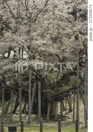 淡墨桜 37200671