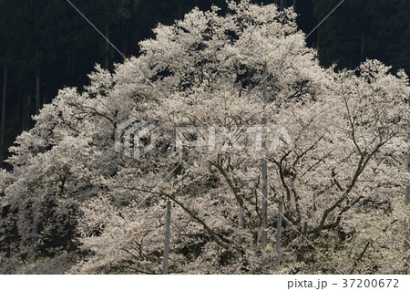 淡墨桜 淡墨桜 37200672