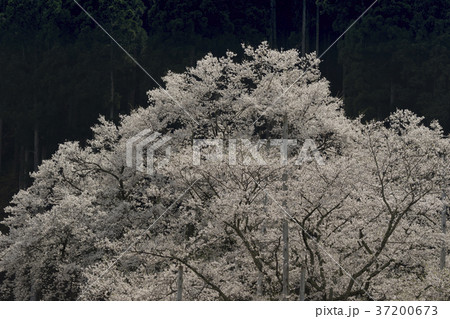 淡墨桜 37200673