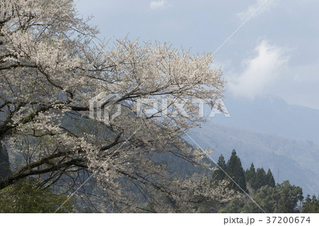 淡墨桜 淡墨桜 37200674