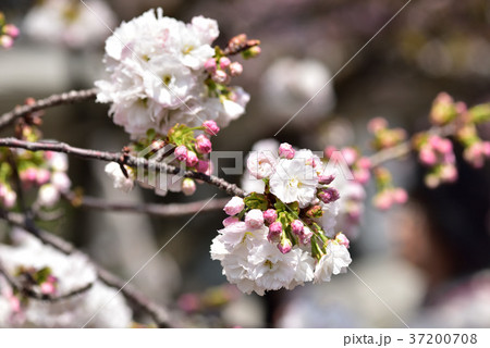 大阪造幣局 桜の通り抜け 大阪造幣局 桜の通り抜け 37200708