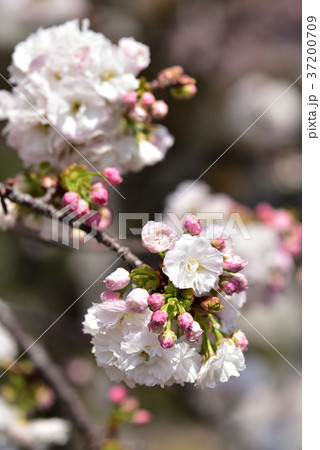 大阪造幣局 桜の通り抜け 大阪造幣局 桜の通り抜け 37200709