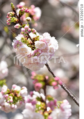 大阪造幣局 桜の通り抜け 37200710