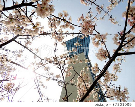 いわきマリンタワーと満開の桜 37201009
