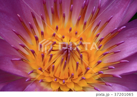 スイレン 温帯スイレン 睡蓮 37201065